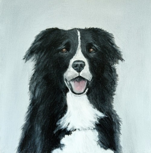Border Collie — oil on canvas by Kevin Quinn