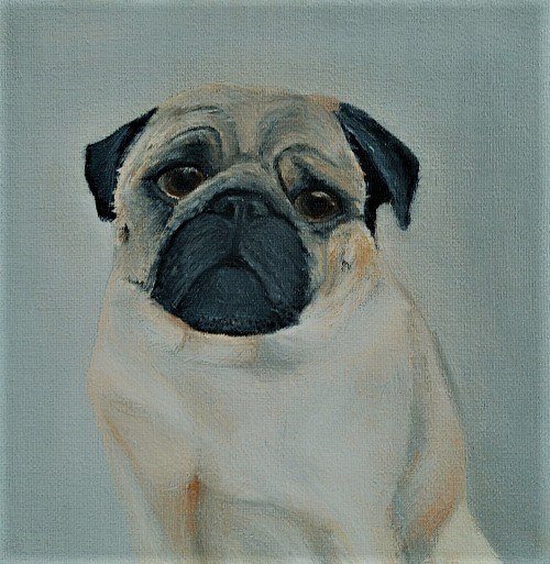 Pug — oil on canvas by Kevin Quinn